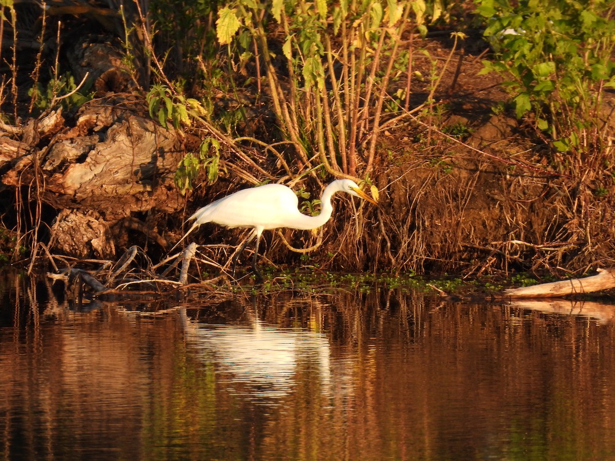 Great Egret - ML617644034