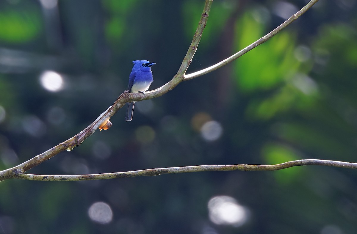 Short-crested Monarch - ML617644041