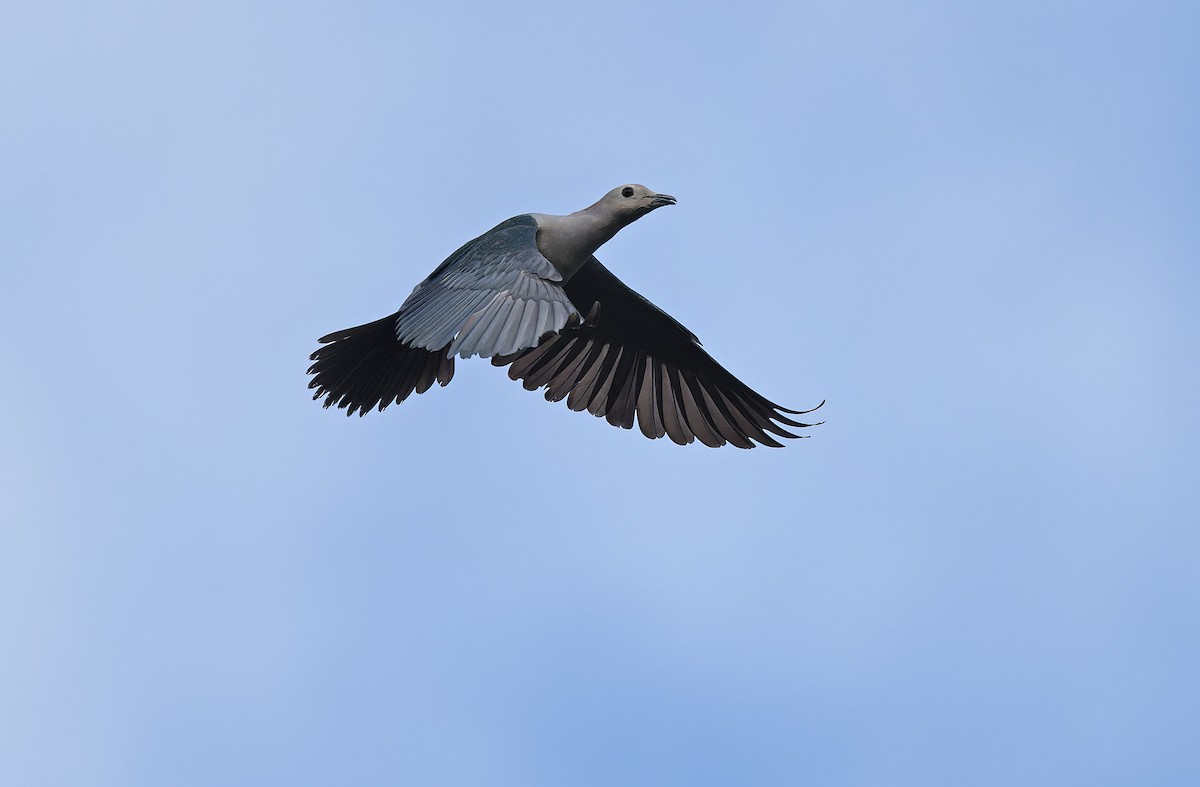 Green Imperial-Pigeon - Robert Hutchinson