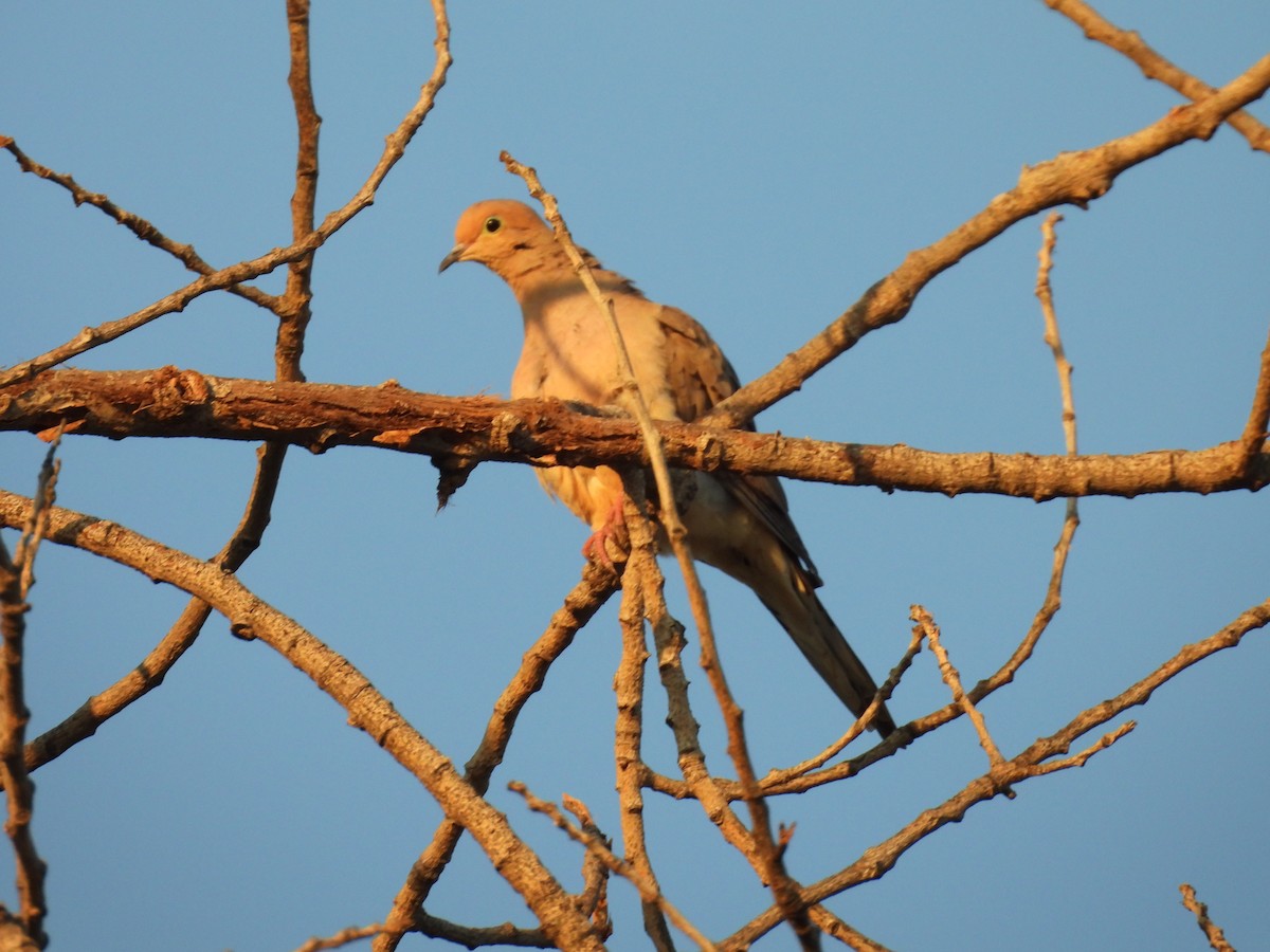 Mourning Dove - ML617644060