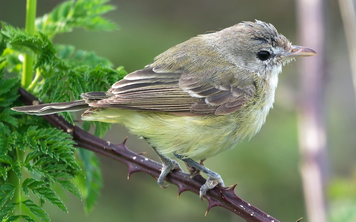 Bell's Vireo (Eastern) - ML617644066