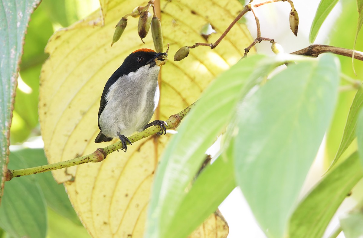 Flame-crowned Flowerpecker - ML617644121