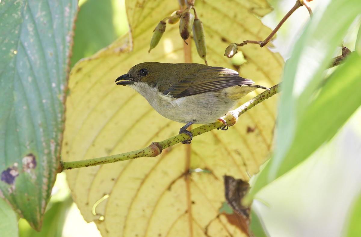 Flame-crowned Flowerpecker - ML617644122