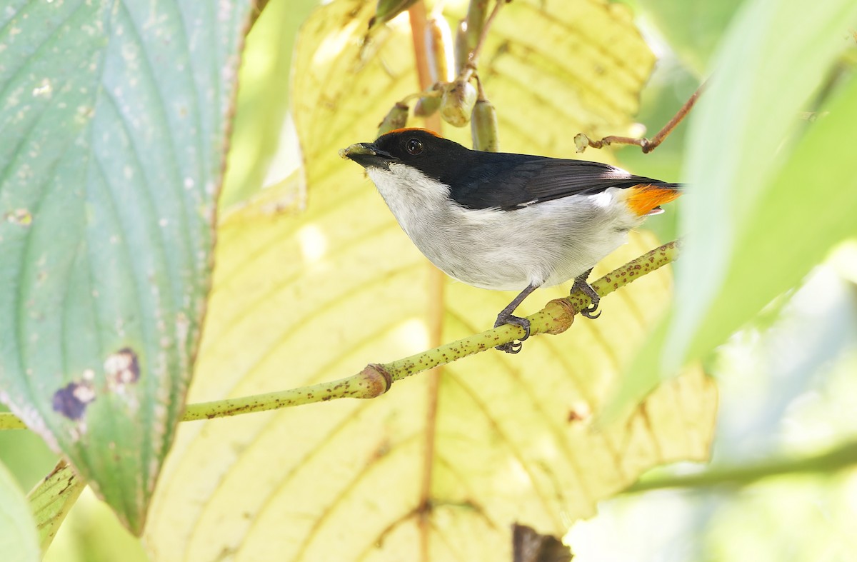 Flame-crowned Flowerpecker - ML617644123