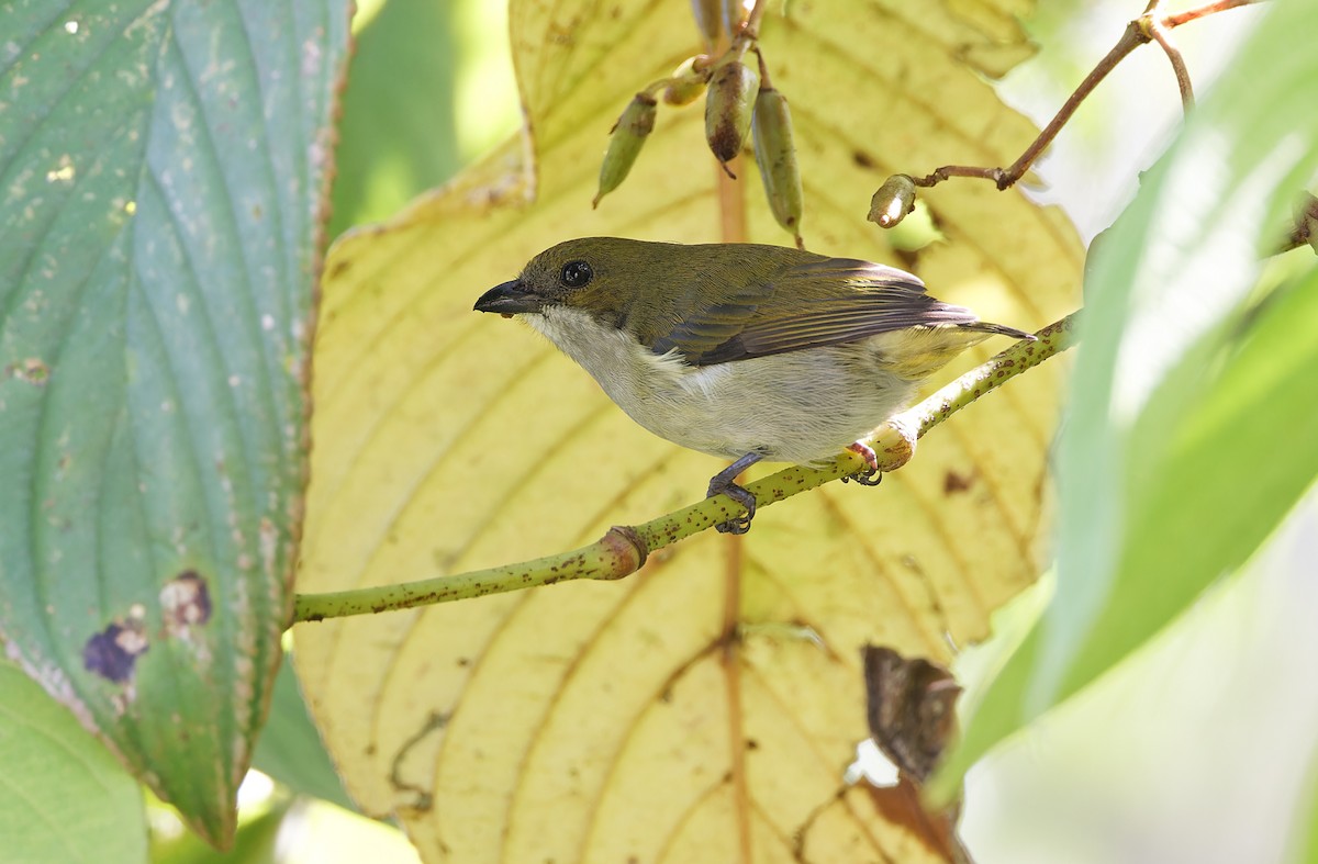 Flame-crowned Flowerpecker - ML617644125