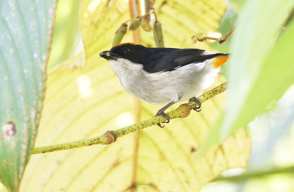 Flame-crowned Flowerpecker - ML617644126