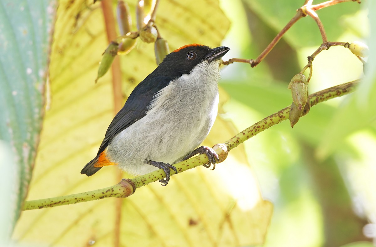 Flame-crowned Flowerpecker - Robert Hutchinson