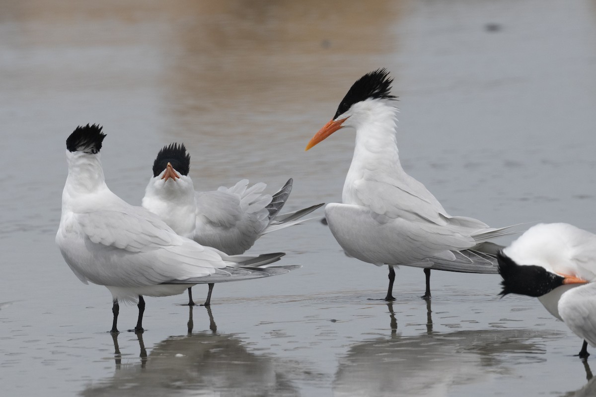 Royal Tern - Ted Keyel