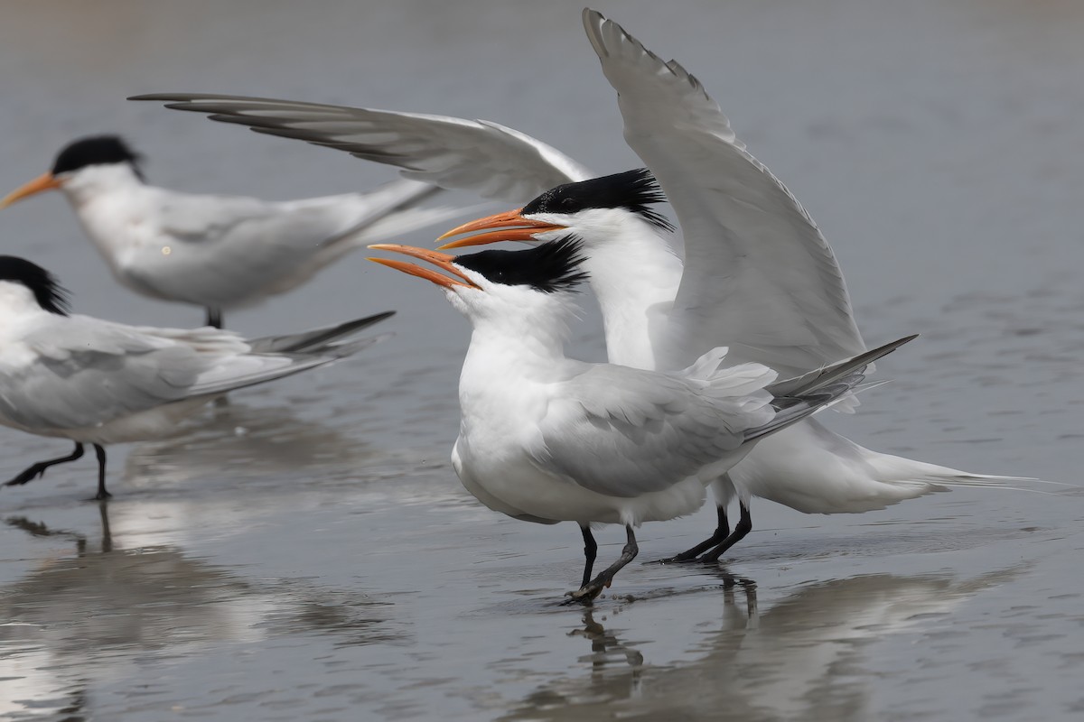 Royal Tern - Ted Keyel