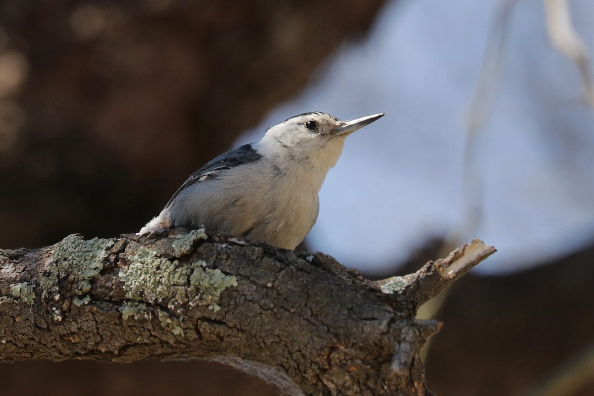 White-breasted Nuthatch (Interior West) - ML617644243