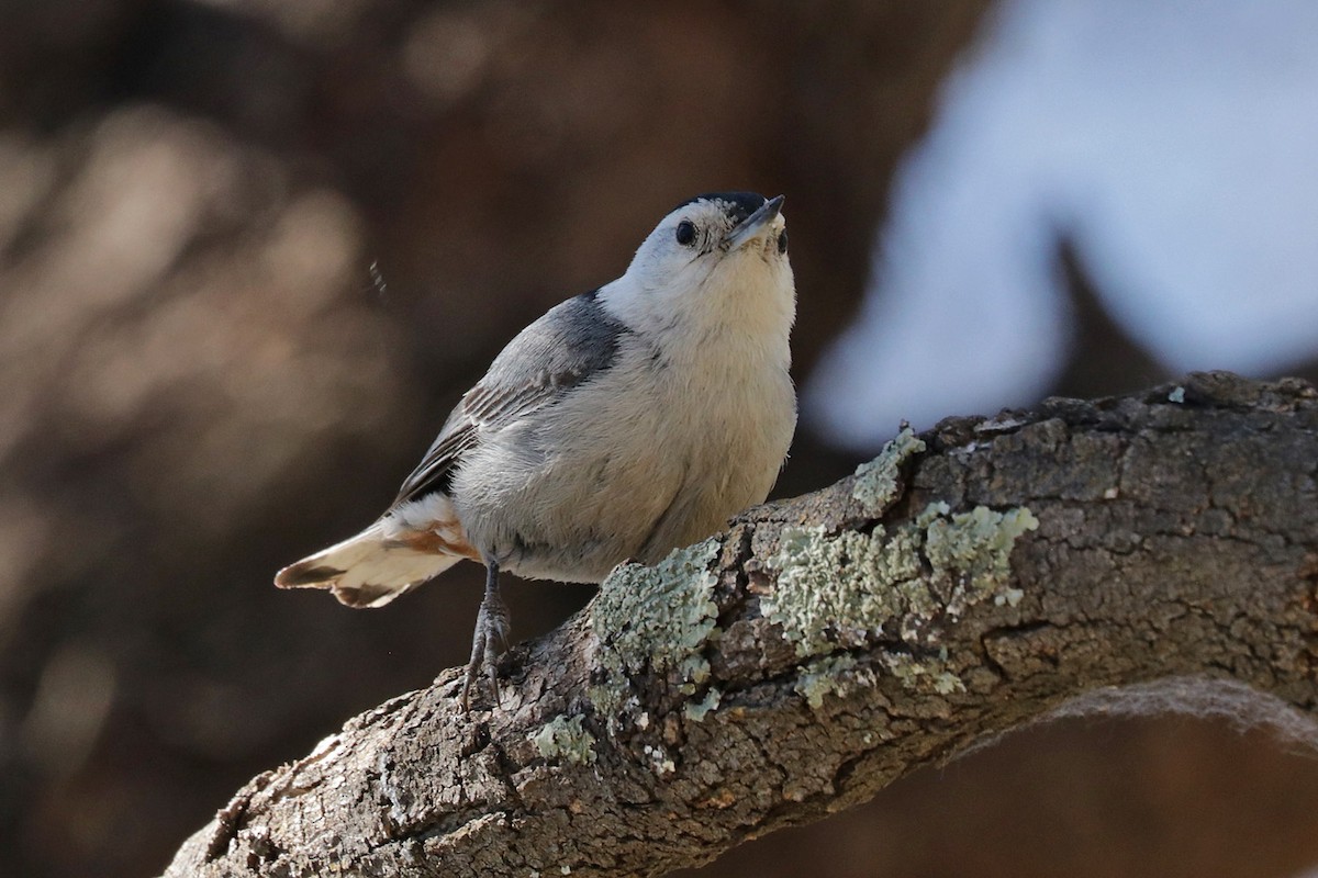 White-breasted Nuthatch (Interior West) - ML617644244