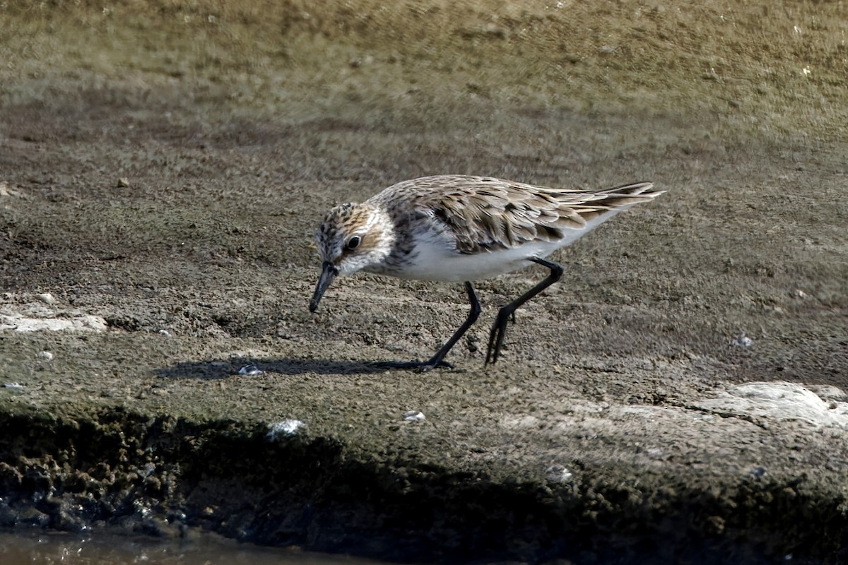 Semipalmated Sandpiper - ML617644250