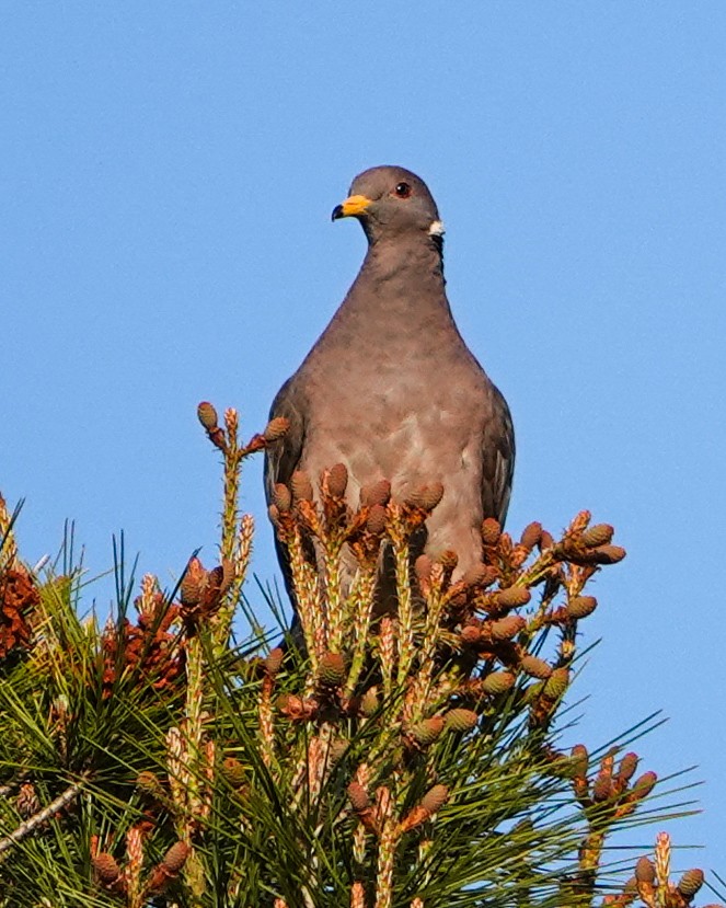 Band-tailed Pigeon - ML617644343
