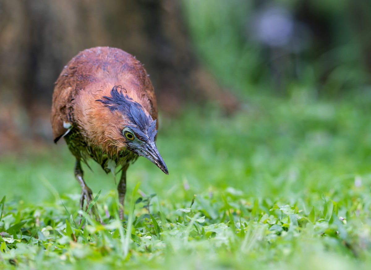 Malayan Night Heron - ML617644359