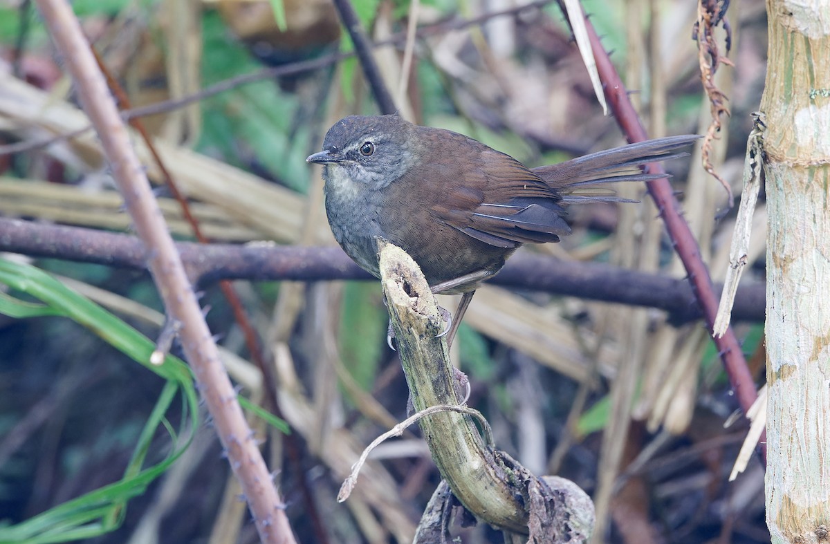 Long-tailed Bush Warbler - ML617644371