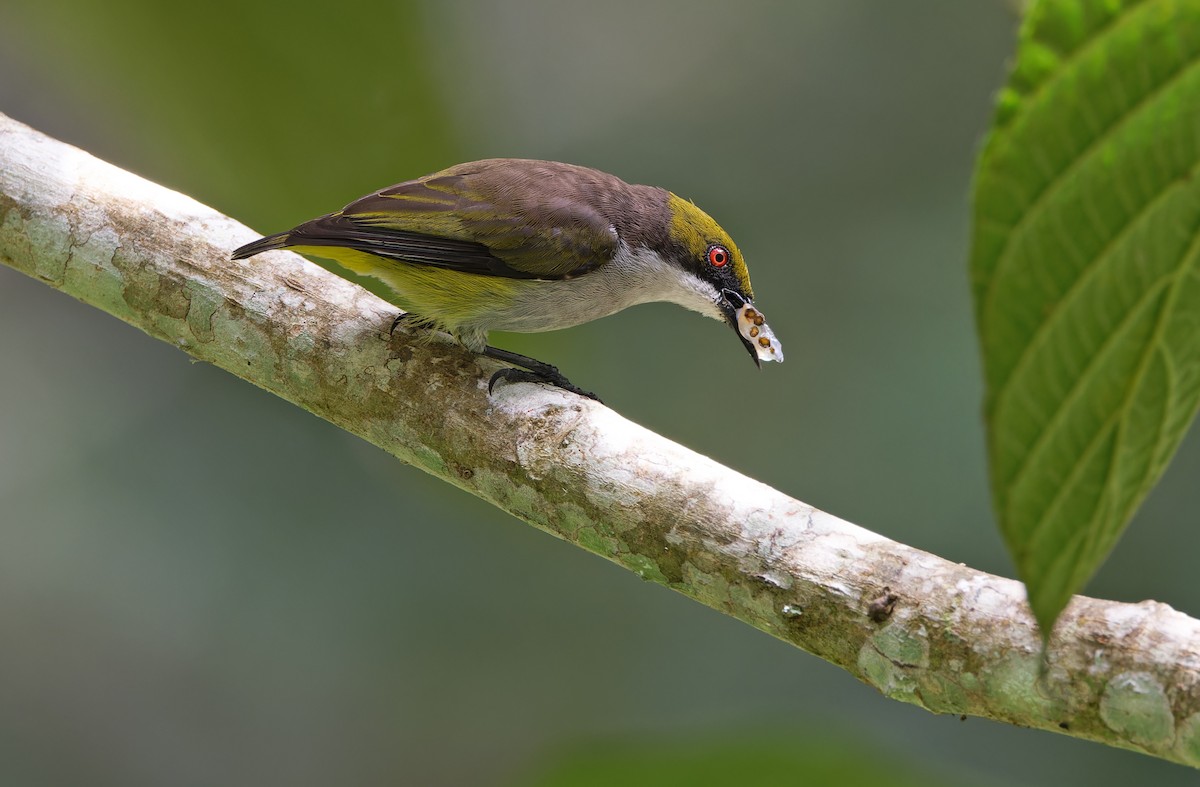 Olive-capped Flowerpecker - ML617644418