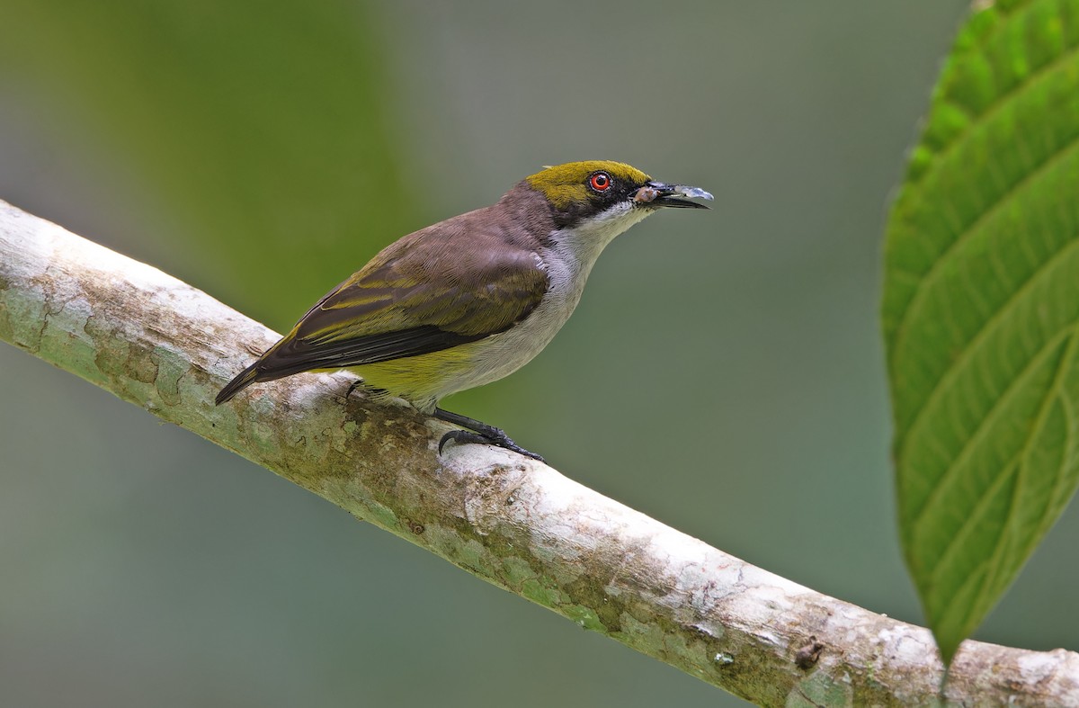 Olive-capped Flowerpecker - ML617644419