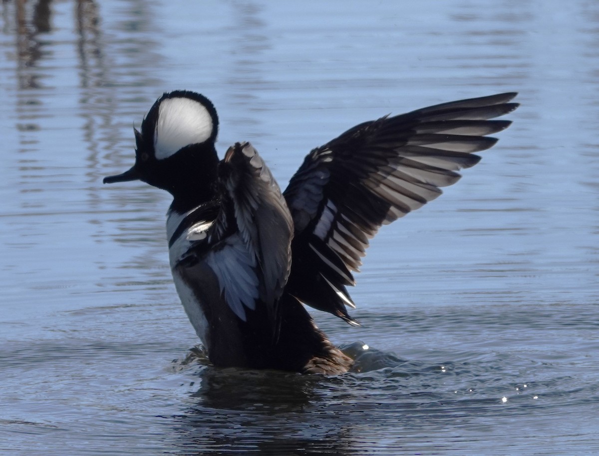 Hooded Merganser - ML617644431