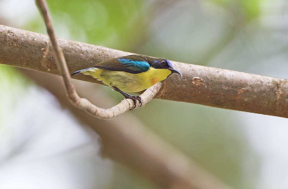 Glanzflügel-Nektarvogel (pulcherrima) - ML617644446