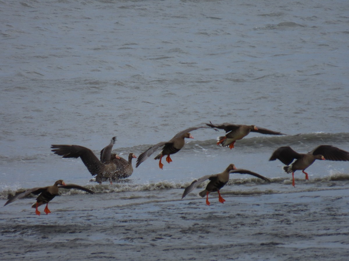 Greater White-fronted Goose - Laura Burke