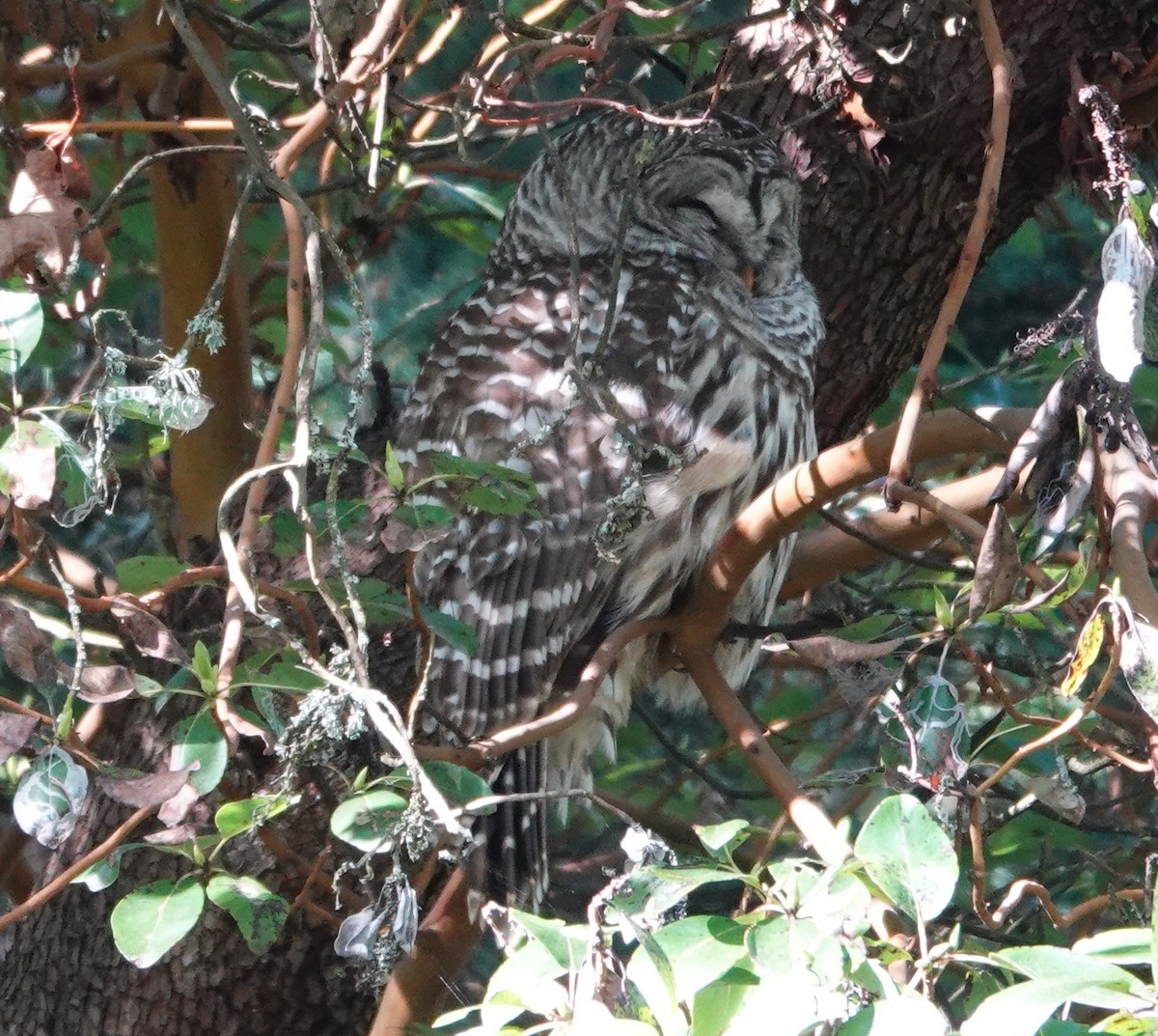 Barred Owl - franci Holtslander