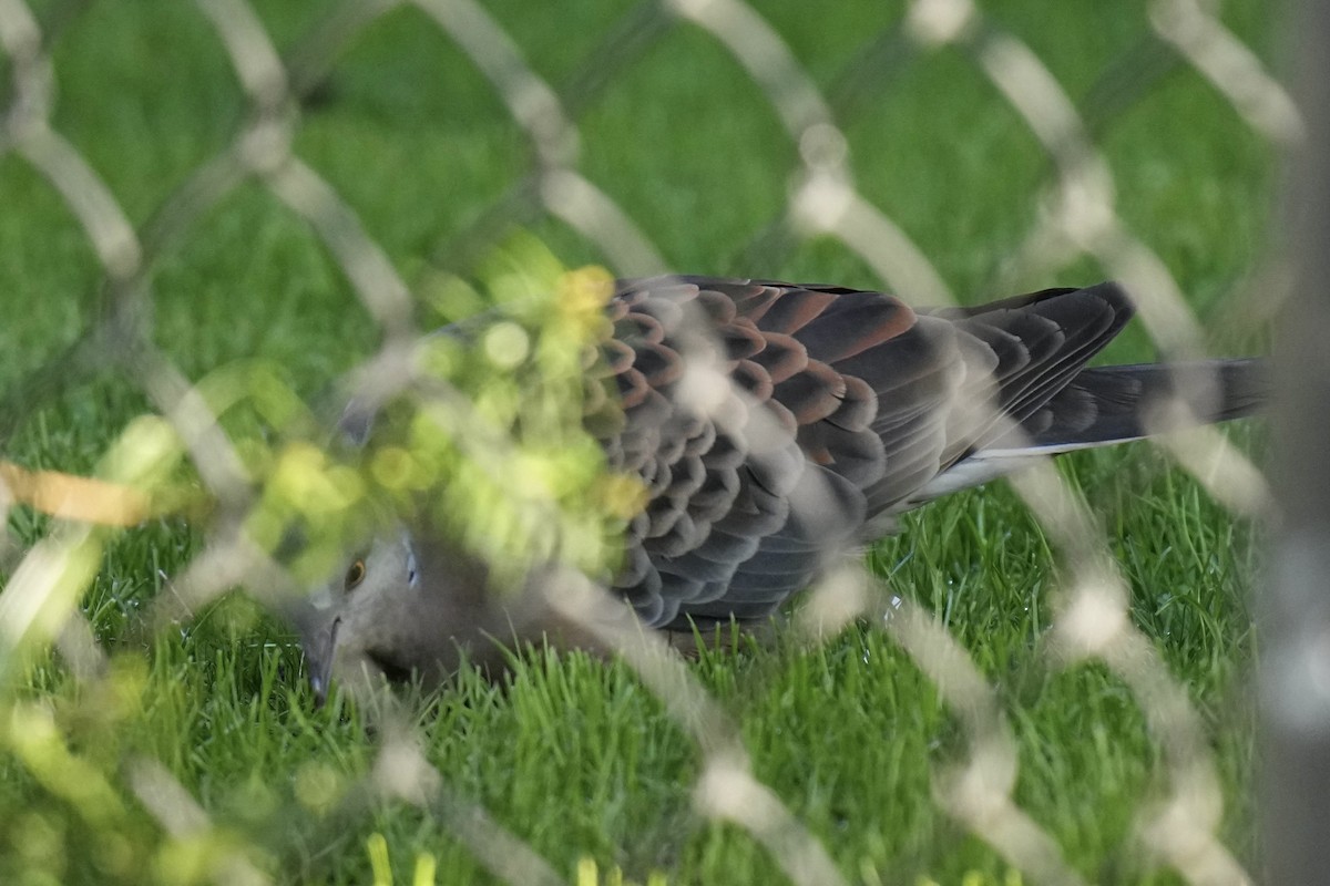 Oriental Turtle-Dove - Sabine Jessen