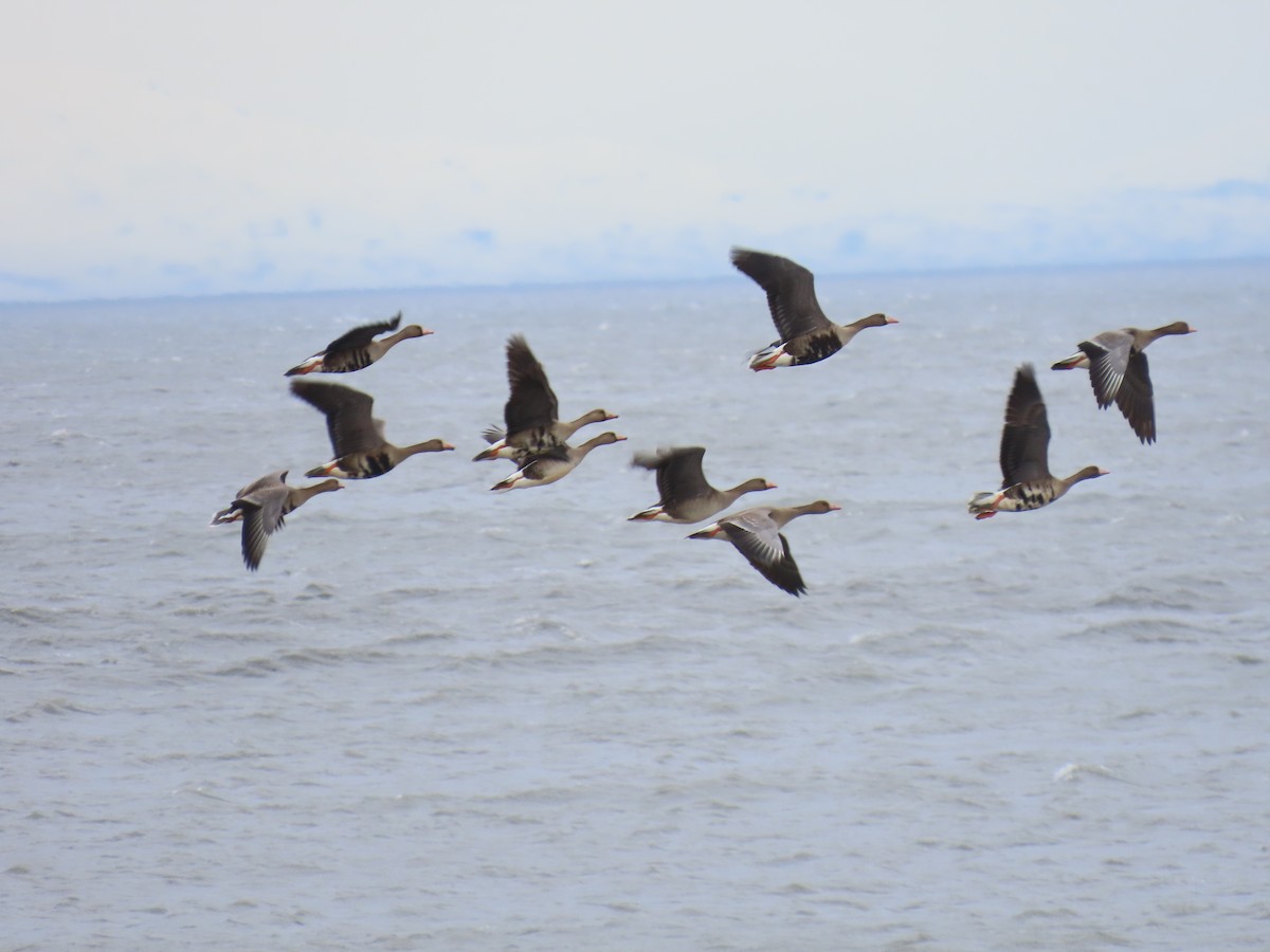 Greater White-fronted Goose - Laura Burke