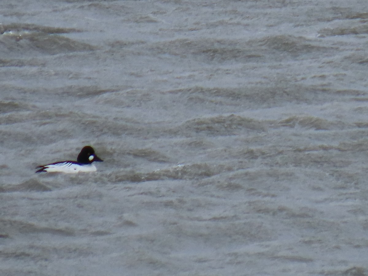 Common Goldeneye - ML617644506