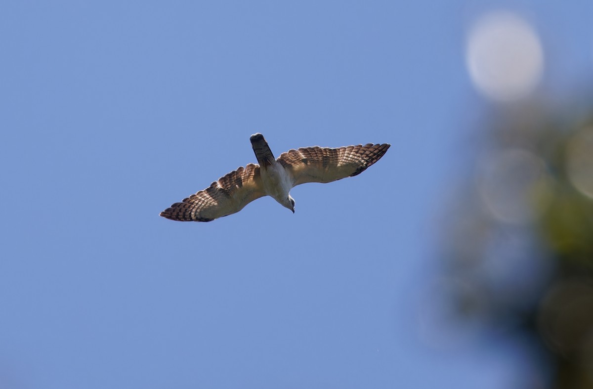 Philippine Honey-buzzard - ML617644510