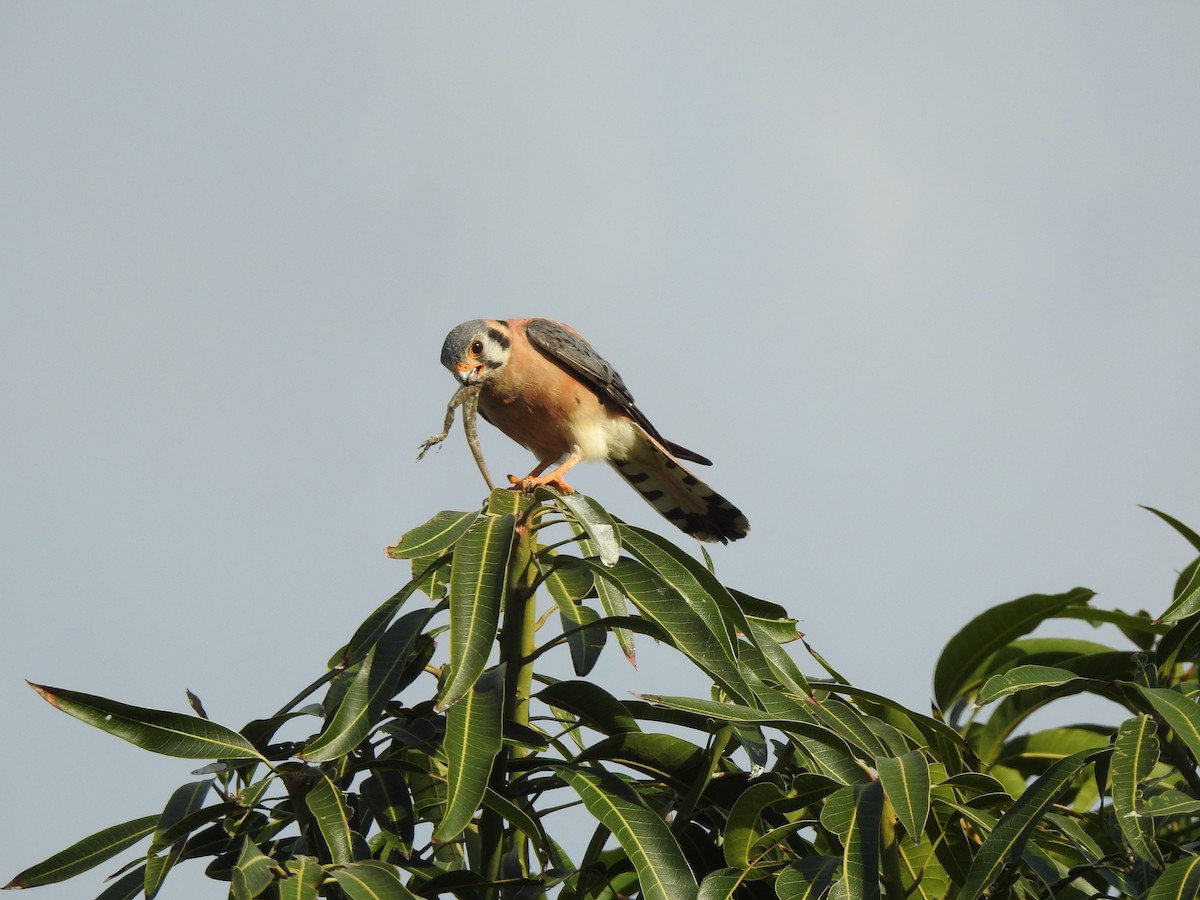 American Kestrel - ML617644522