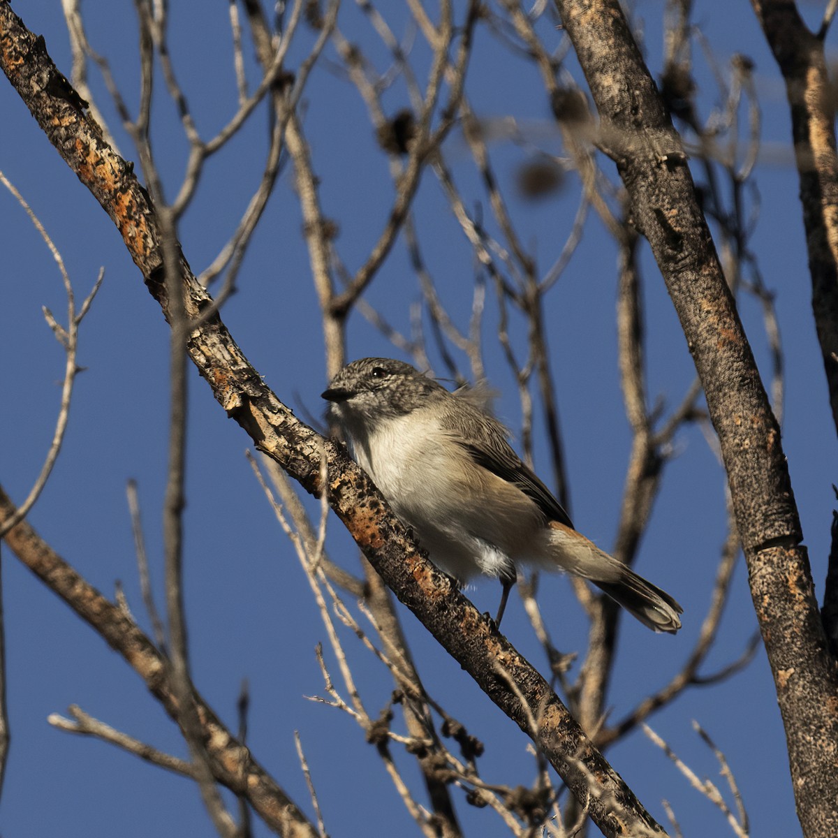 Slaty-backed Thornbill - ML617644646