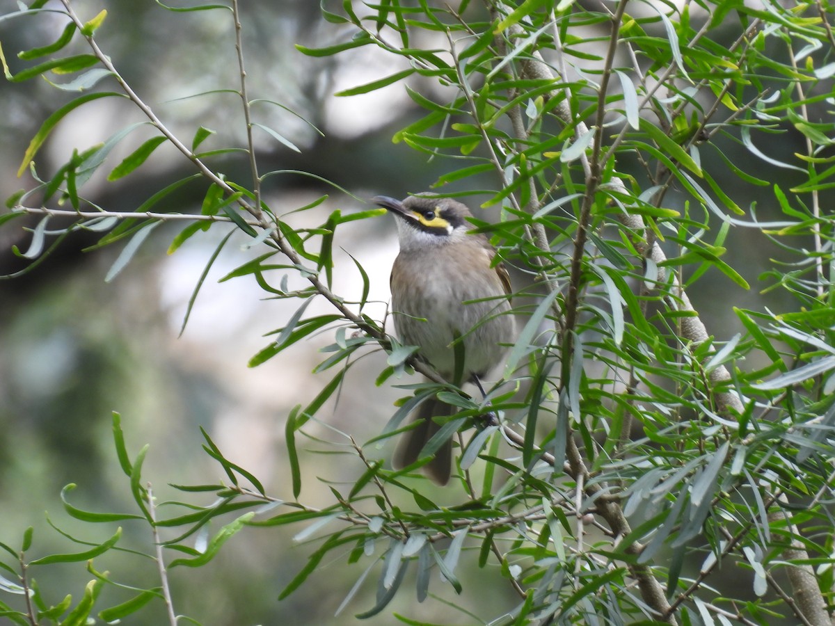 Yellow-faced Honeyeater - ML617644661