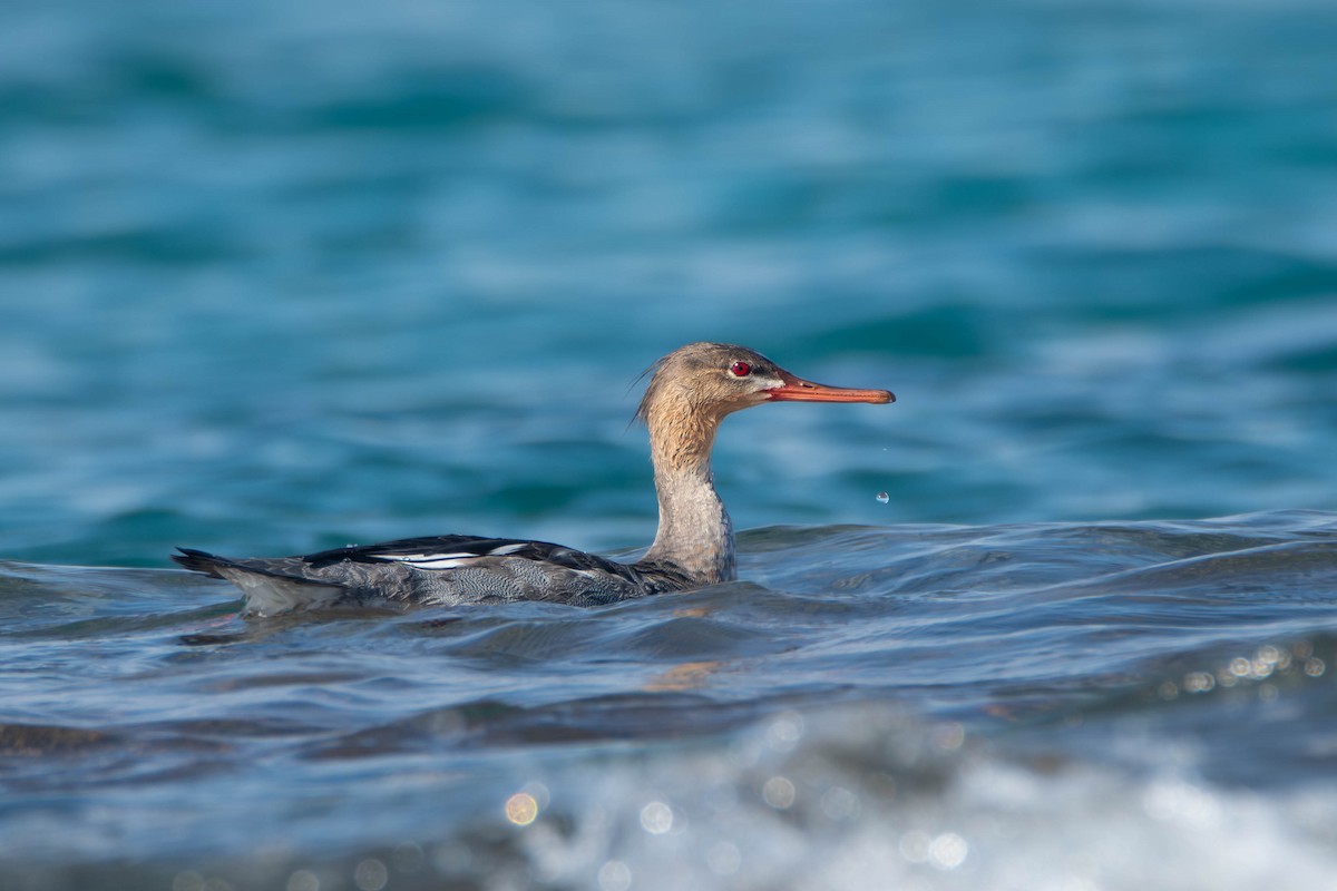 Red-breasted Merganser - ML617644679