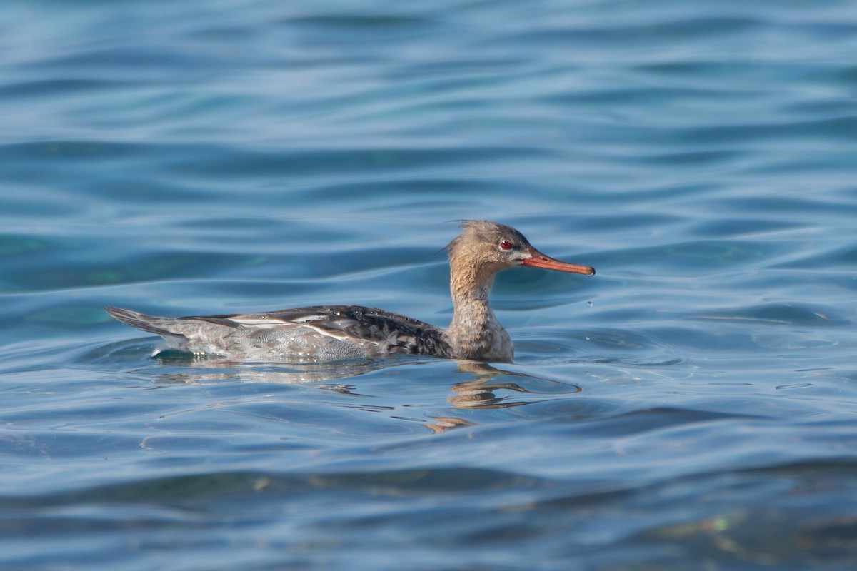 Red-breasted Merganser - ML617644682