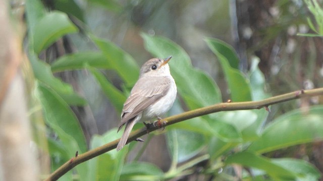 Asian Brown Flycatcher - ML617644714