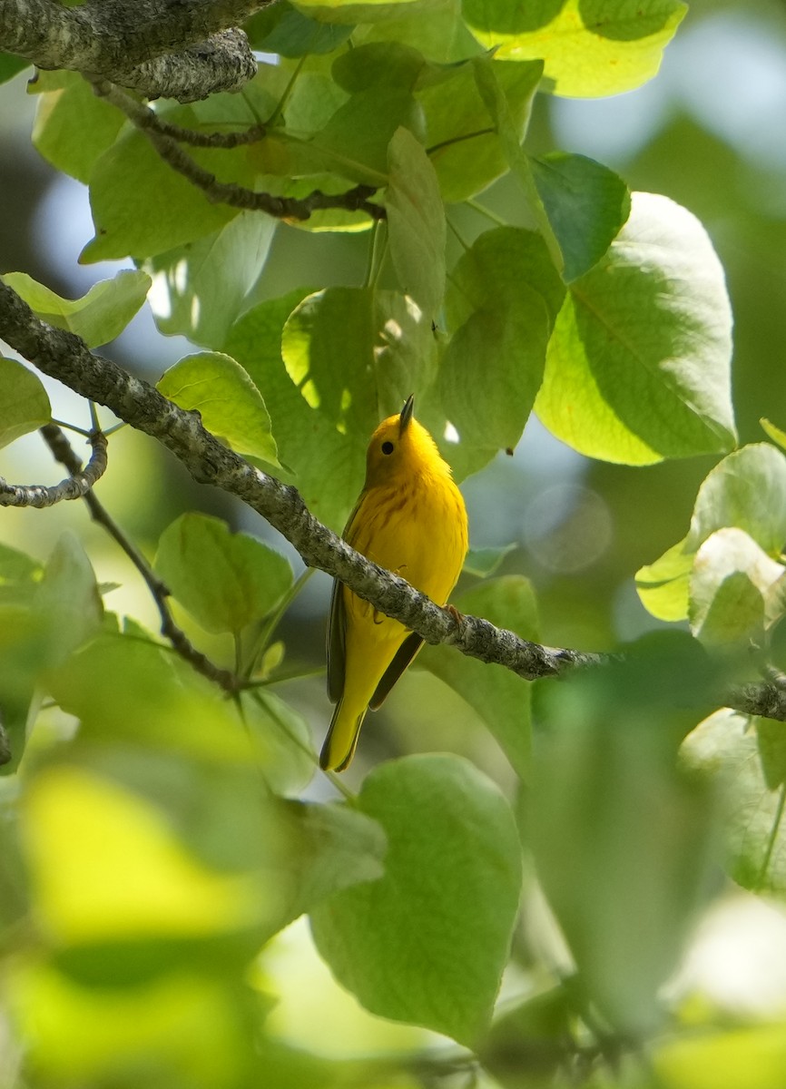 Yellow Warbler - ML617644809