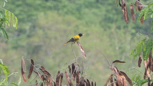 Black-hooded Oriole - ML617644817