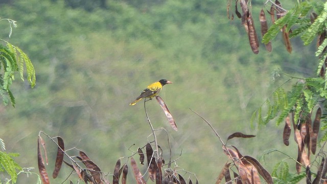 Black-hooded Oriole - ML617644822