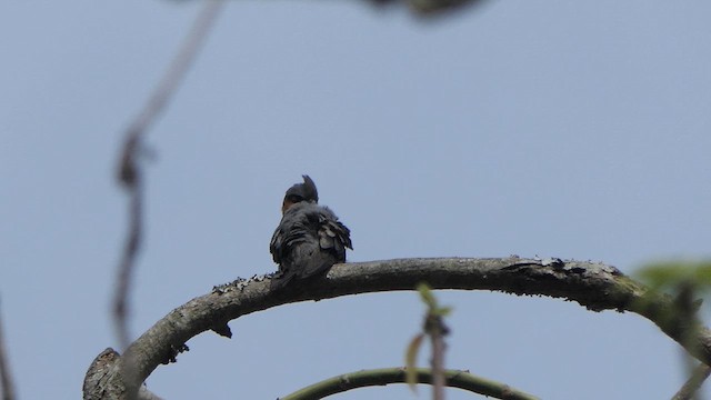 Crested Treeswift - ML617644827