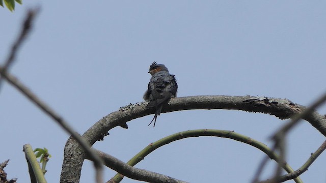 Crested Treeswift - ML617644833