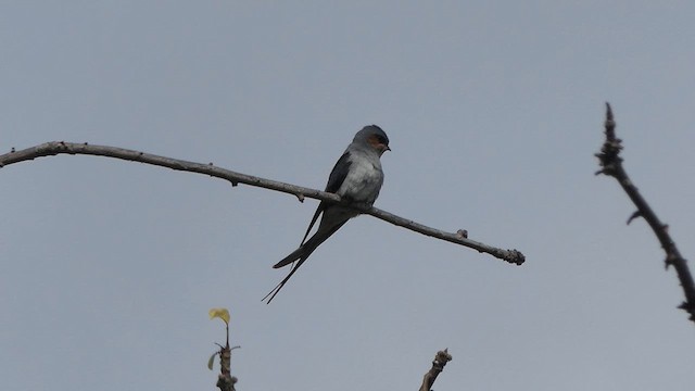 Crested Treeswift - ML617644849