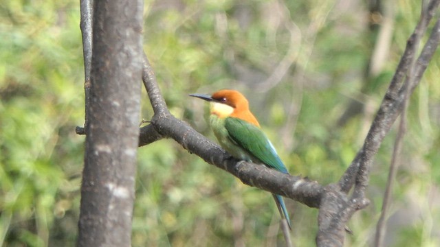 Chestnut-headed Bee-eater - ML617644865