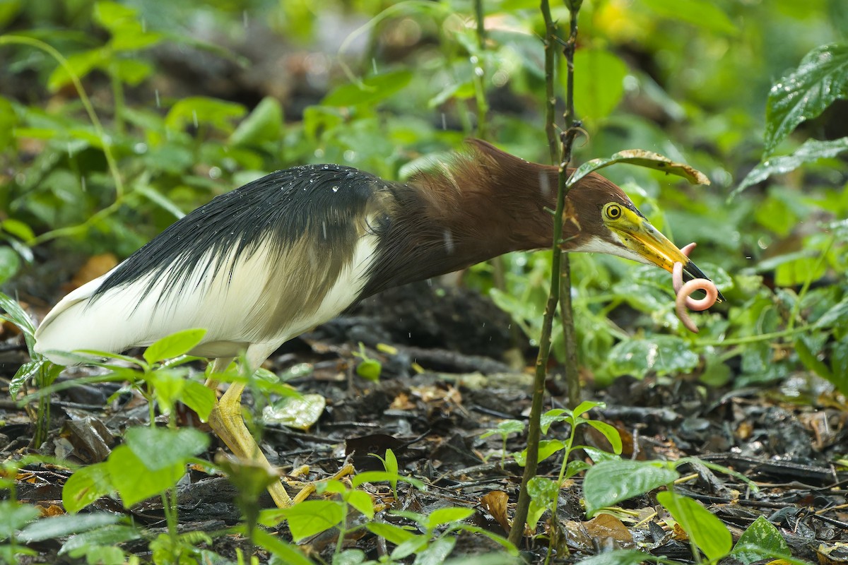 Chinese Pond-Heron - ML617644872