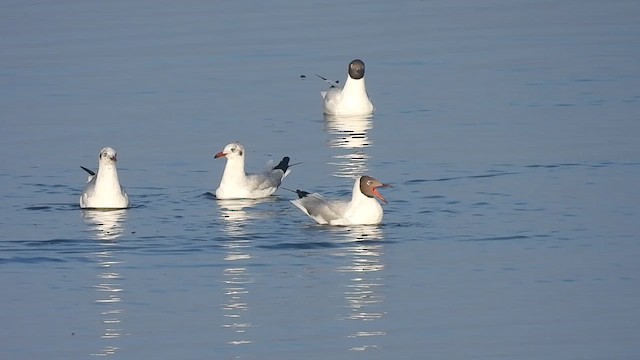 Brown-headed Gull - ML617644916