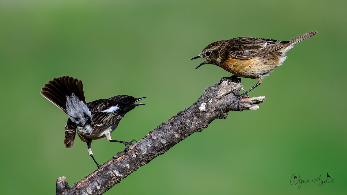 European Stonechat - Ogün Aydin