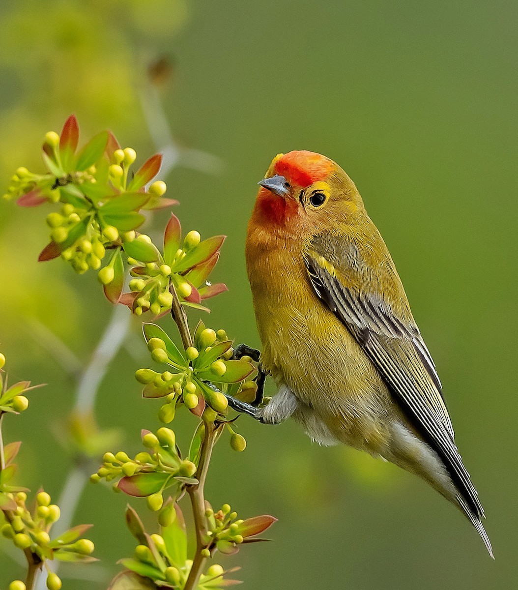 Fire-capped Tit - Sachin Kumar Bhagat