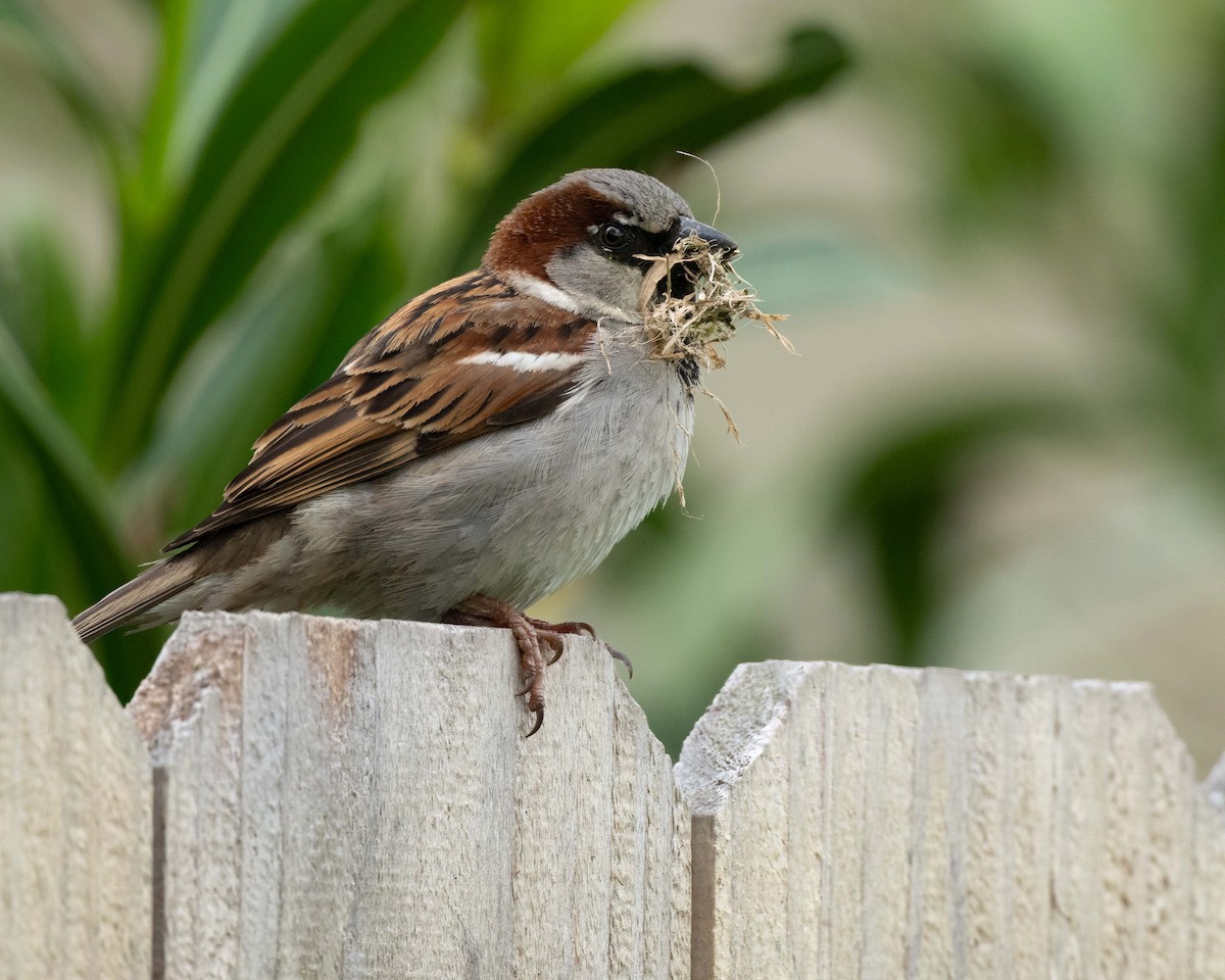 House Sparrow - ML617644955