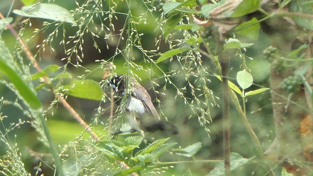 White-rumped Munia - ML617644964