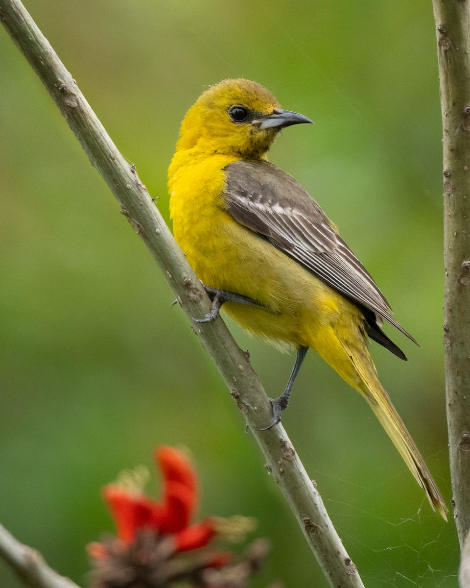 Hooded Oriole - ML617644969