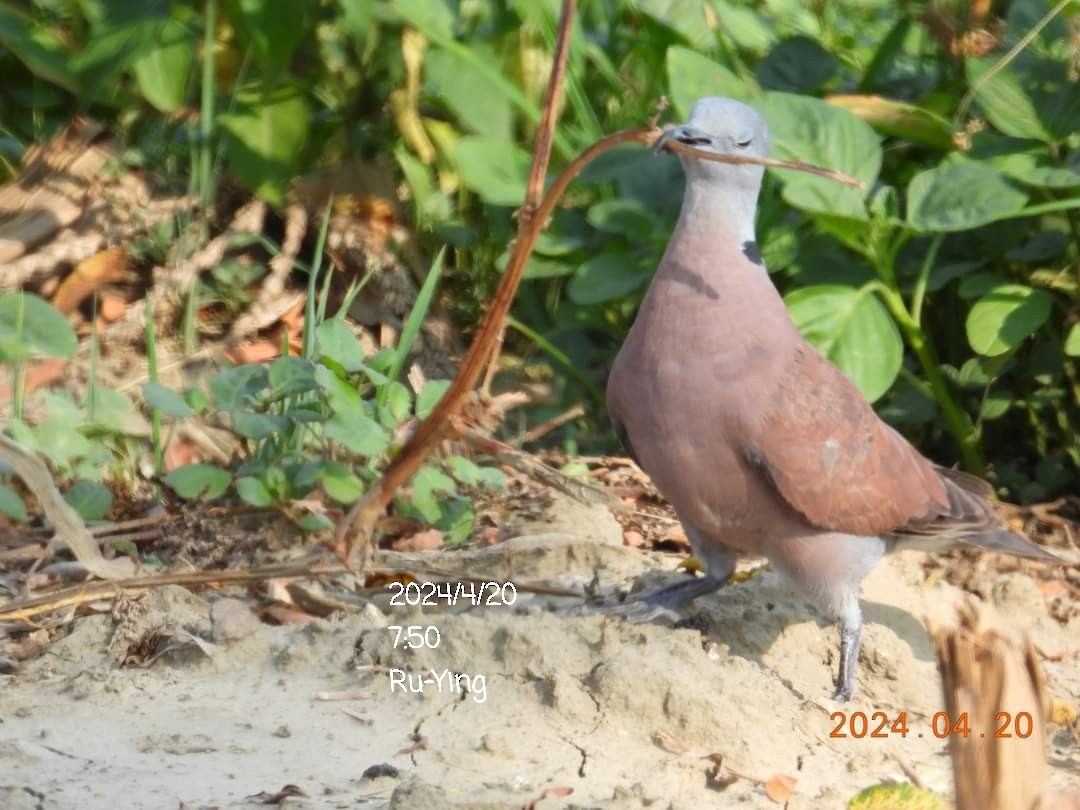 Red Collared-Dove - ML617644972